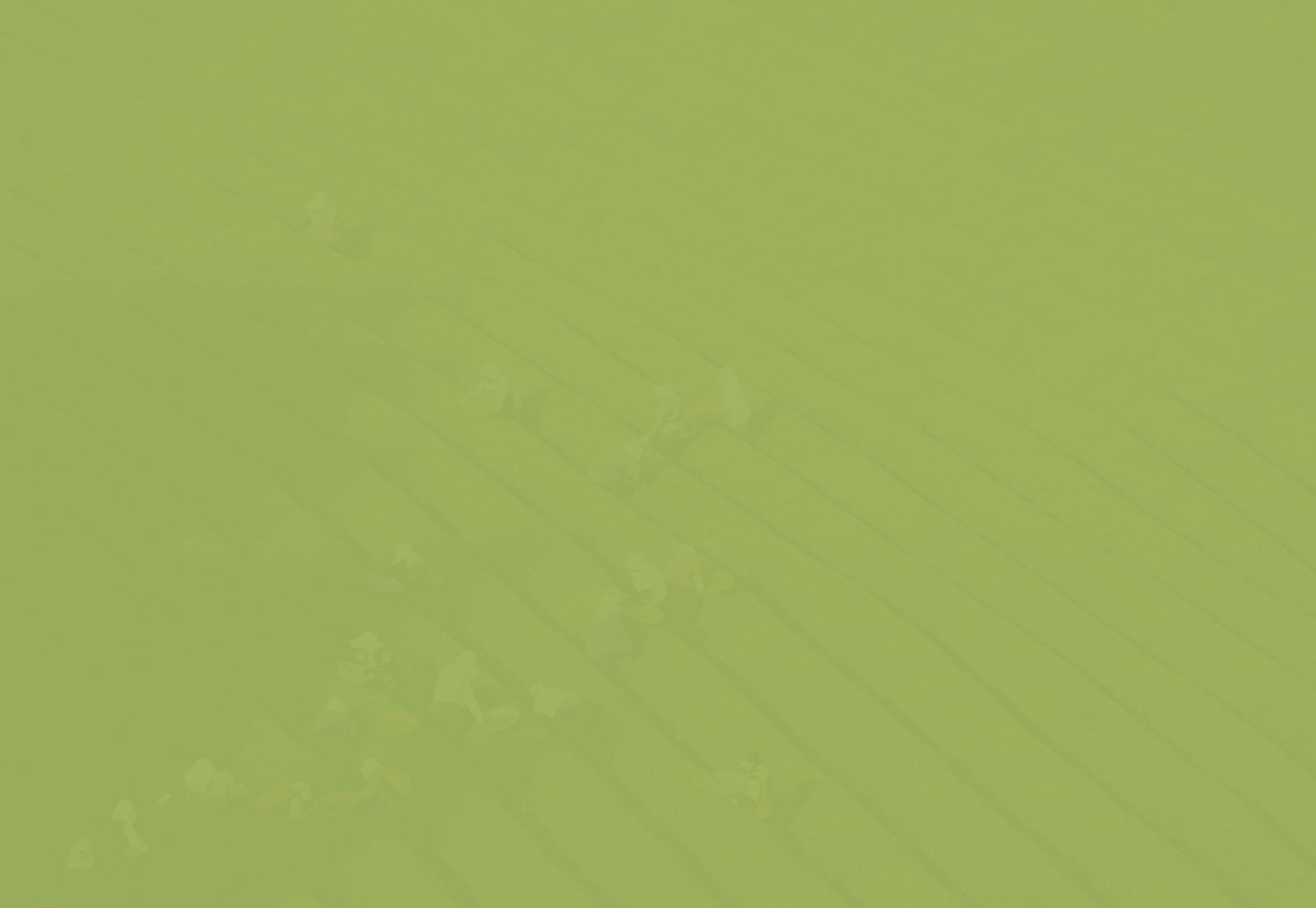 Plants Board Background