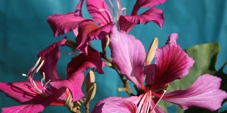 Bauhinia purpurea