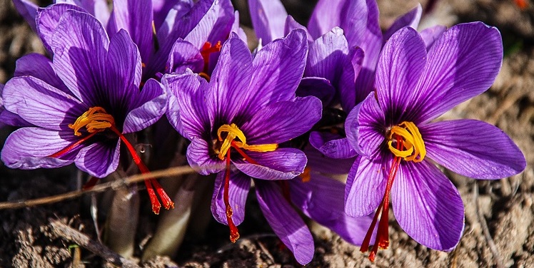  Crocus sativus