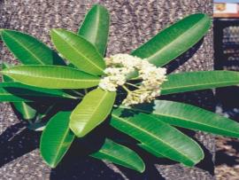 Alstonia scholaris R.Br.