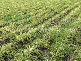 Chlorophytum borivillianum Sant.