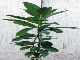 Cinnamomum verum J.Presl