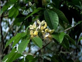 Crataeva nurvala Ham.