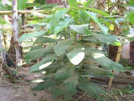 Cryptolepis buchanani Roem&Schult.