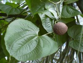 Dioscorea bulbifera Linn.