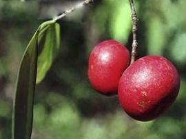 Garcinia indica Choisy