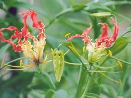 Gloriosa superba Linn.