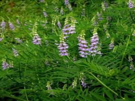 Glycyrrhiza glabra Linn.