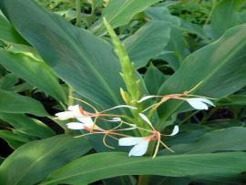 Hedychium spicatum Buch-Ham.ex Smith