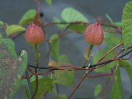 Ipomoea turpethum R. Br.