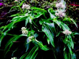 Nardostachys jatamansi DC.