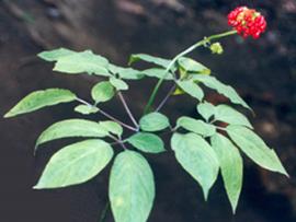 Panax pseudo-ginseng