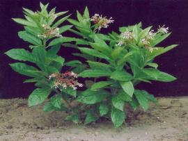 Rauwolfia serpentine Benth. ex Kurz