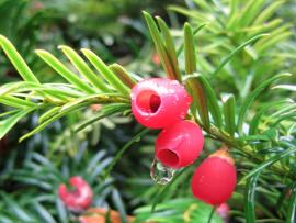 Taxus baccata Linn.