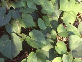 Tinospora cordifolia Miers