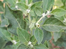 Withania somnifera (Linn.) Dunal